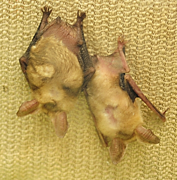 Bats hang upside down. These are pallid bats. (Photo by Kathy Keatley Garvey)