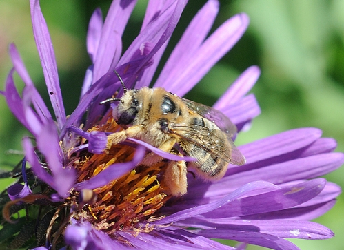 SUNFLOWER BEE, Diadasia enavata, forages on a New England Aster in the UC Davis Arboretum. This is a female, as identified by pollinator specialist Robbin Thorp, emeritus professor, UC Davis Department of Entomology. (Photo by Kathy Keatley Garvey)