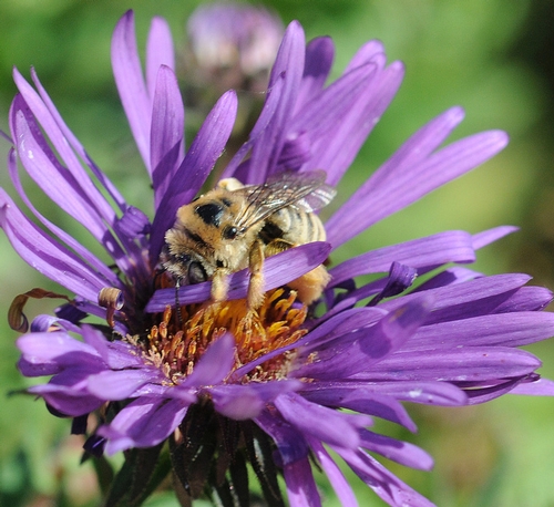 MOVING AROUND--The sunflower bee scoots around the New England Aster in the UC Davis Arboretum. Sometimes sunflower bees are mistaken for honey bees or male Valley carpenter bees. (Photo by Kathy Keatley Garvey)