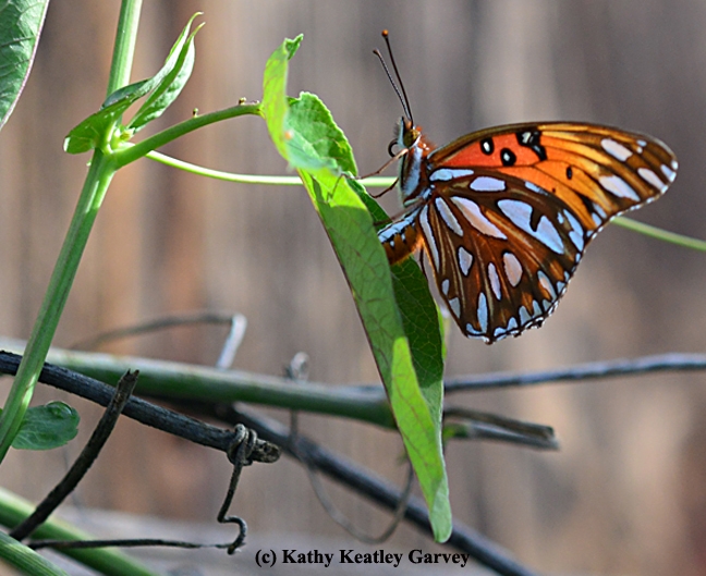 A Gulf Fritillary laying an egg in the dead of winter on a passionflower leaf. (Photo by Kathy Keatley Garvey)