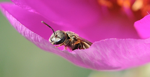 IS IT SAFE? A tiny sweat bee peers from the rock purslane before she takes flight. (Photo by Kathy Keatley Garvey)