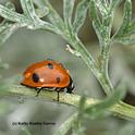 Rain drops falling on a lady beetle, aka ladybug. (Photo by Kathy Keatley Garvey)