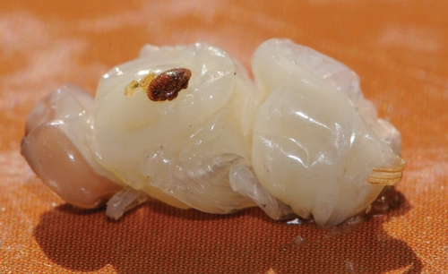 THIS VARROA MITE is feeding on a drone pupa. Varroa mites reproduce in the brood cells and attack the developing bees. (Photo by Kathy Keatley Garvey)