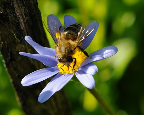 HONEY BEE nectars a blue marguerite daisy, a member of the sunflower family. (Photo by Kathy Keatley Garvey)