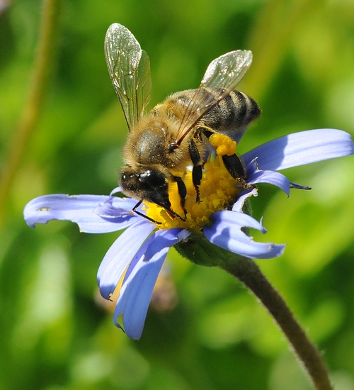 TONGUE EXTENDED, a honey bee sips nectar from a blue marguerite daisy. Notice the yellow pollen on her leg. (Photo by Kathy Keatley Garvey)