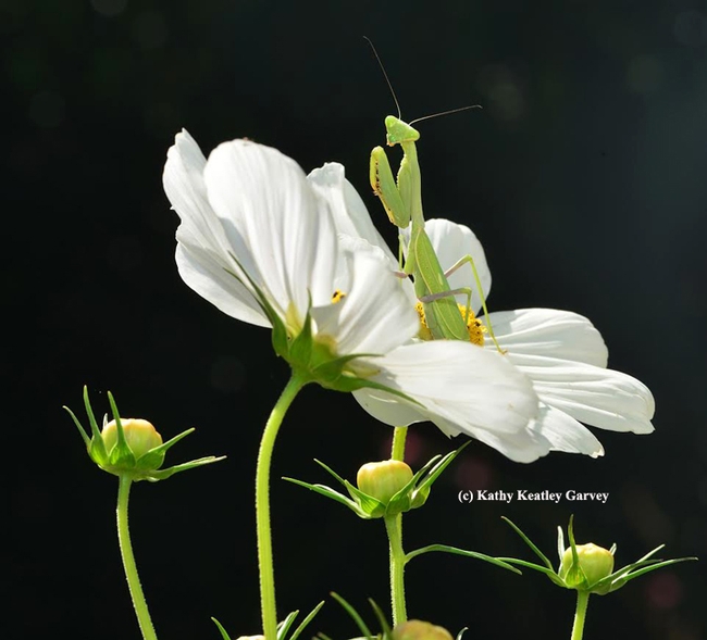 A praying mantis perched on a cosmos waiting for prey--or maybe a mate? (Photo by Kathy Keatley Garvey)