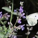 A cabbage white butterfly on catmint in Vacaville, Solano County. (Photo by Kathy Keatley Garvey)