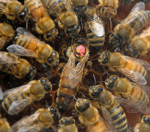 QUEEN BEE, marked with the dot, is circled by her royal attendants in a retinue. This was taken through the glass of an observation hive. (Photo by Kathy Keatley Garvey)