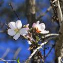 An almond tree at the Benicia State Recreation Area was blooming on Christmas Day. (Photo by Kathy Keatley Garvey)