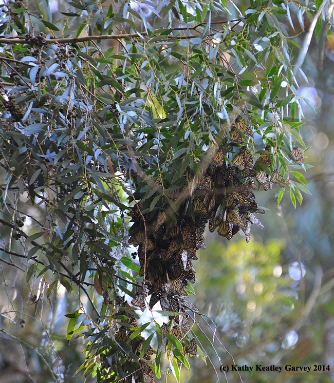 Monarchs roosting on the leaves of a Eucalyptus tree. (Photo by Kathy Keatley Garvey)