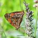 Two Gulf Fritillaries becoming one in the lavender. (Photo by Kathy Keatley Garvey)