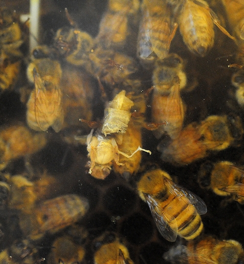 IN THIS BEE OBSERVATION HIVE photo, an undertaker bee carries out her dead sister. The glassed-in observation hive offers a view of life and death in the hive. (Photo by Kathy Keatley Garvey)