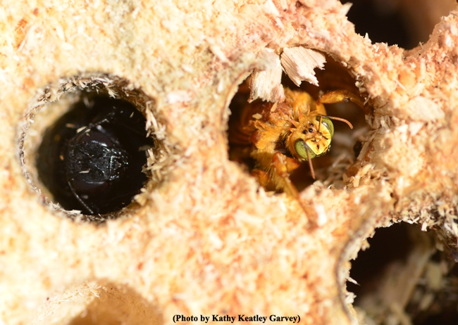 A male Valley carpenter bee (right) peers from a hole. A female (all females are solid black) occupies the hole next to him.