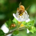 A pollen-covered honey bee heading toward Bacopa. (Photo by Kathy Keatley Garvey)