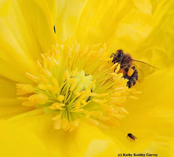 A honey bee collecting pollen. Lower right: a freeloader fly.(Photo by Kathy Keatley Garvey)