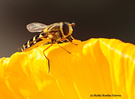 Close-up of a syrphid fly, aka flower fly or hover fly.  Note the setae or bristle on the head. (Photo by Kathy Keatley Garvey)