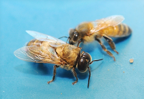NEWLY EMERGED: a drone  (male bee) is the foreground. In the background is a worker bee (infertile female). They're one day old in this photo. (Photo by Kathy Keatley Garvey)