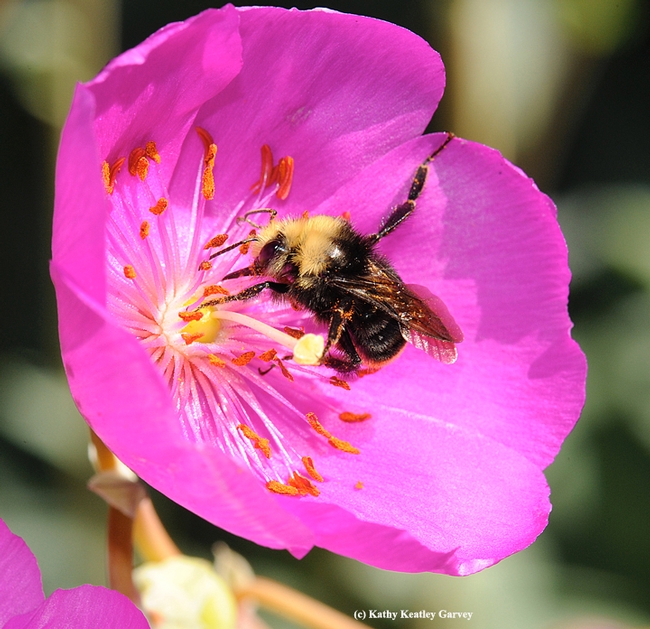 Yellow-faced bumble bee, Bombus vosnesenskii, on rock purslane. (Photo by Kathy Keatley Garvey)