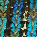 Ulysses butterfly (Papilio ulysses) collection in the Bohart Museum of Entomology. These are all males. The females have barely any blue on their wings. (Photo by Kathy Keatley Garvey)