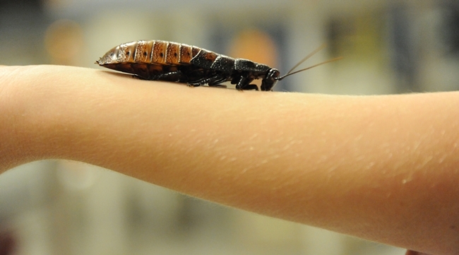 A Madagascar hissing cockroach crawls on the arm of a visitor at the Bohart Museum of Entomology. (Photo by Kathy Keatley Garvey)