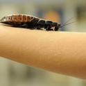 A Madagascar hissing cockroach crawls on the arm of a visitor at the Bohart Museum of Entomology. (Photo by Kathy Keatley Garvey)
