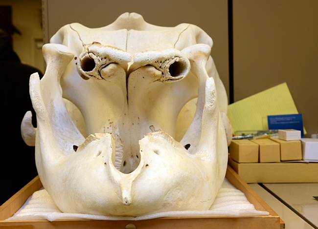 The skull of an Asian elephant, displayed last year by the Museum of Wildlife and Fish Biology. (Photo by Kathy Keatley Garvey)
