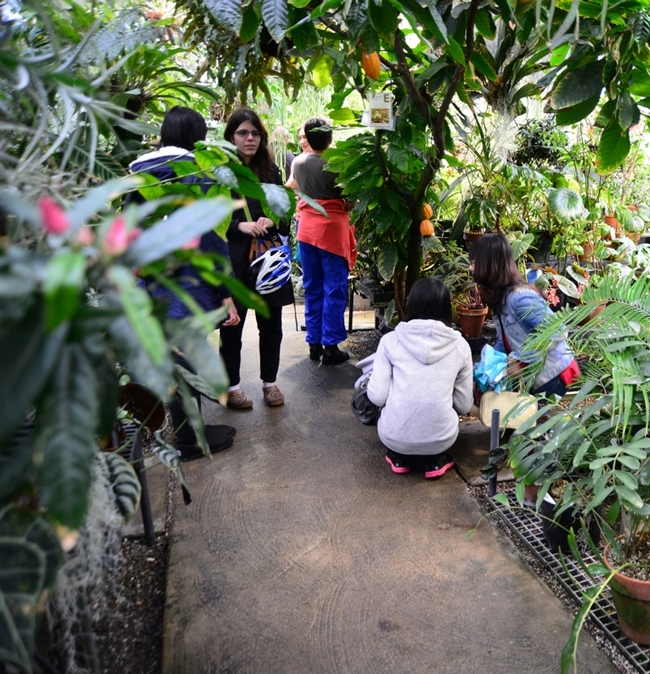 Visitors enjoying the UC Davis Botanical Conservatory. (Photo by Kathy Keatley Garvey)