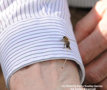 FIRST PHOTO--When honey bees sting, it's usually a clean break. Extension apiculturist Eric Mussen getting stung. (Copyrighted, All Rights Reserved, Photo by Kathy Keatley Garvey)
