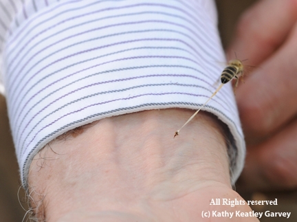 THIRD PHOTO--Honey bee trying to escape after stinging. Worker bees die after stinging, which usually occurs while they're trying to defend their hive. (Copyrighted, All Rights Reserved, Photo by Kathy Keatley Garvey)