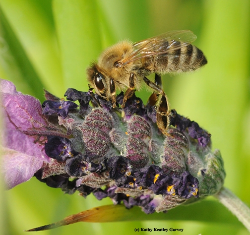 A honey bee necatring on lavender. (Photo by Kathy Keatley Garvey)