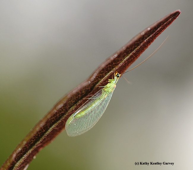 The lacewing is a beneficial insect in the garden. (Photo by Kathy Keatley Garvey)
