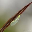 The lacewing is a beneficial insect in the garden. (Photo by Kathy Keatley Garvey)