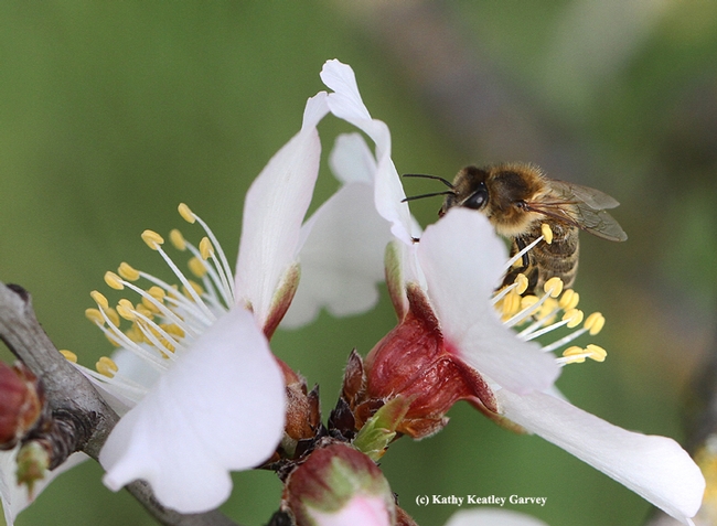 A honey bee peers over an almond blossom on Bee Biology Road, UC Davis. (Photo by Kathy Keatley Garvey)