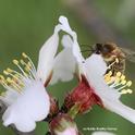 A honey bee peers over an almond blossom on Bee Biology Road, UC Davis. (Photo by Kathy Keatley Garvey)