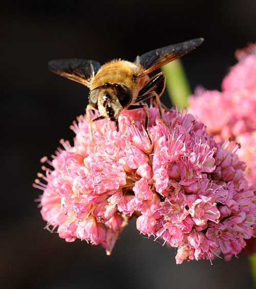 HOVER FLY lands on red buckwheat (Eriogonum grande rubescens) and sips nectar. (Photo by Kathy Keatley Garvey)