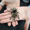 This tarantula was popular at the Bohart Museum on Biodiversity Museum Day. (Photo by Kathy Keatley Garvey)