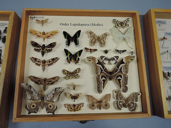A collection of moths at the Bohart Museum. (Photo by Kathy Keatley Garvey)