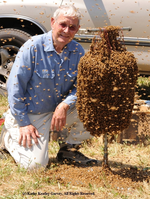 'BEE MAN' Norman Gary with a cluster of bees. This photo was taken prior to a bee wrangling stunt for a television program earlier this year. (Photo by Kathy Keatley Garvey)