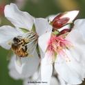 Honey bee pollinating an almond blossom. (Photo by Kathy Keatley Garvey)