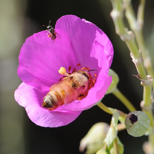 A HONEY BEE and a sweat bee share the same flower, a rock purslane. The sweat bee is probably Halictus tripartitus, according to native pollinator specialist Robbin Thorp, emeritus professor at UC Davis. (Photo by Kathy Keatley Garvey)