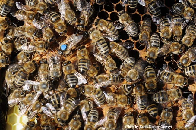 A queen and her colony. (Photo by Kathy Keatley Garvey)