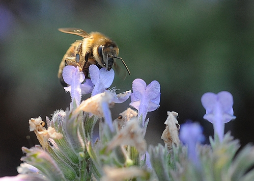 SIPPING NECTAR from catmint, a honey bee buzzes from blossom to blossom.(Photo by Kathy Keatley Garvey)