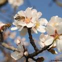 Two bees heading for the same almond blossom. (Photo by Kathy Keatley Garvey)