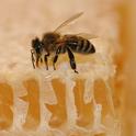 Honey bee sipping honey. (Photo by Kathy Keatley Garvey)