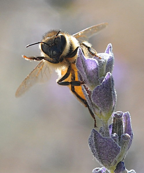 THIS HONEY BEE, on a lavender blossom, appears to 