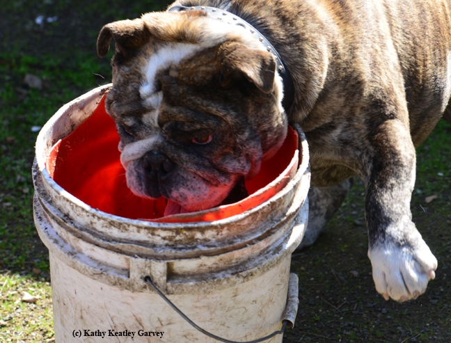 Axel, his tongue out, prepares to grip his bucket. (Photo by Kathy Keatley Garvey)