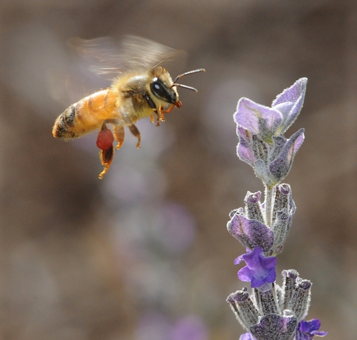 PACKING red pollen, a honey bee glides in to gather nectar from a lavender (Lavandula), a member of the mint family. (Photo by Kathy Keatley Garvey)