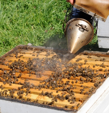 A beekeeper smoking a hive. (Photo by Kathy Keatley Garvey)