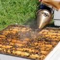 A beekeeper smoking a hive. (Photo by Kathy Keatley Garvey)