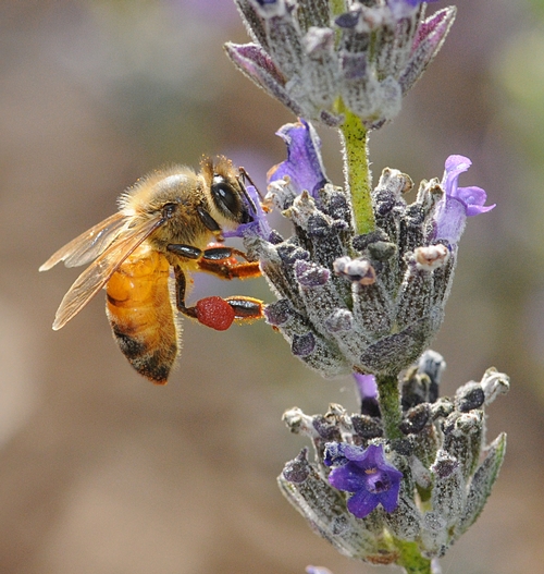 HANGING ON, the honey bee straps herself to the lavender and sips from a floral cup. (Photo by Kathy Keatley Garvey)